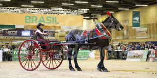 Agroexpo - Foto: Corferias Agroexpo - Foto: Corferias