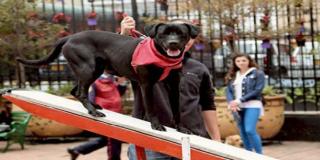 Perro de compañía - Foto: Alcaldía Local de La Candelaria Perro de compañía - Foto: Alcaldía Local de La Candelaria