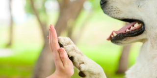 Humano y perro - Foto: www.pet360.com Administración local sigue dando resultados en protección de animales domésticos en Antonio Nariño
